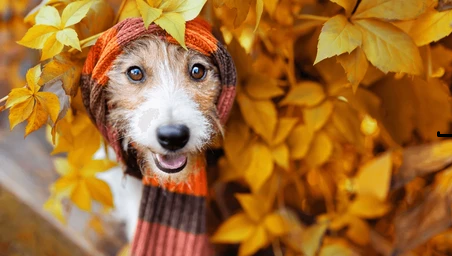 October Pet Care Tips: Preparing Your Furry Friends for Fall